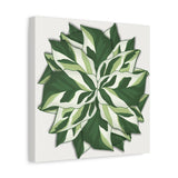 Calathea White Fusion Canvas Print – Botanical Wall Art
