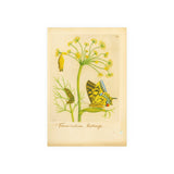 Fennel with Swallowtail Butterfly and Caterpillar