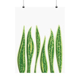Snake Plant Botanical Print – Unframed Wall Art
