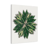 Stromanthe Triostar Canvas Print – Botanical Wall Art