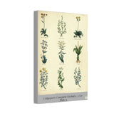 Culpeper’s Complete Herbal c.1750, Plate 9 Botanical Engraving Reproduction on Canvas