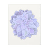 Graptopetalum Murasaki Succulent Canvas Print – Botanical Wall Art