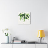 Philodendron Cream Splash Canvas Print – Botanical Wall Art