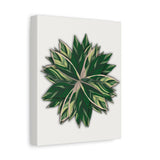 Stromanthe Triostar Canvas Print – Botanical Wall Art