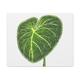 Philodendron Gloriosum Canvas Print – Botanical Wall Art