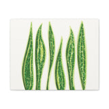 Snake Plant Canvas Print – Botanical Wall Art