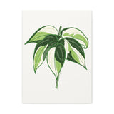Philodendron Cream Splash Canvas Print – Botanical Wall Art