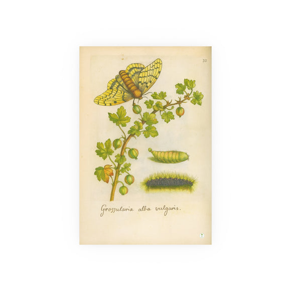 Grossularia alba vulgaris,  Colorized White Gooseberry Engraving