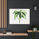 Philodendron Cream Splash Canvas Print – Botanical Wall Art