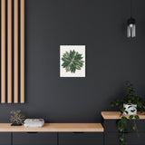 Stromanthe Triostar Canvas Print – Botanical Wall Art
