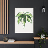 Philodendron Cream Splash Canvas Print – Botanical Wall Art