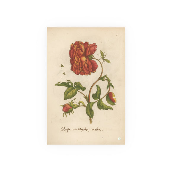 Rosa Multiplex, Antique Double Rose Engraving, Colorized Reproduction