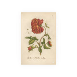 Rosa Multiplex, Antique Double Rose Engraving, Colorized Reproduction