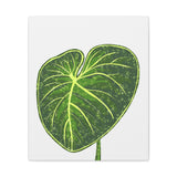 Philodendron Gloriosum Canvas Print – Botanical Wall Art