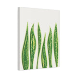Snake Plant Canvas Print – Botanical Wall Art