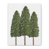 Ponderosa Pine Canvas Print – Wall Art