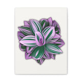 Tradescantia Nanouk Canvas Print – Botanical Wall Art
