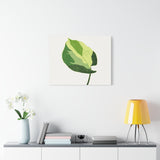 Manjula Pothos Illustrated Canvas Print – Botanical Wall Art
