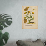 Ranunculus dulcis (Sweet Buttercup) with Butterfly, Colorized Reproduction from Erucarum Ortus (1717), GoGardenNow Exclusive