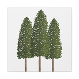 Ponderosa Pine Canvas Print – Wall Art