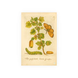 Flos grossulariae sativa spinosa (Flowering Gooseberry) with Insects – Colorized Reproduction from Erucarum Ortus (1717) – GoGardenNow Exclusive