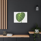 Philodendron Gloriosum Canvas Print – Botanical Wall Art