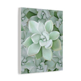 Pachyveria Haagei Succulent Pattern Canvas Print – Botanical Wall Art