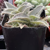 Close-up of a Kitten Ears Cyanotis Somaliensis plant with fuzzy leaves.
