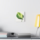 Manjula Pothos Illustrated Canvas Print – Botanical Wall Art