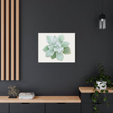 Pachyveria Haagei Succulent Canvas Print – Botanical Wall Art