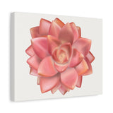 Graptosedum California Sunset Succulent Canvas Print – Botanical Wall Art