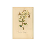 Sambucus caerulea (Blue Elderberry) with Moths, Colorized Reproduction from Erucarum Ortus (1717), GoGardenNow Exclusive