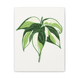 Philodendron Cream Splash Canvas Print – Botanical Wall Art