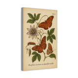 Passionflower with Gulf Fritillary, Vintage-style Botanical Illustration on Canvas
