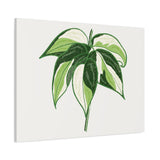 Philodendron Cream Splash Canvas Print – Botanical Wall Art