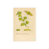 Hedera teneriffis florens – colorized ivy with moth life cycle (GoGardenNow exclusive)