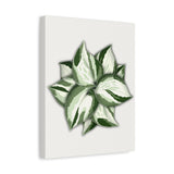 Manjula Pothos Canvas Print – Botanical Wall Art