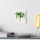 Philodendron Cream Splash Canvas Print – Botanical Wall Art