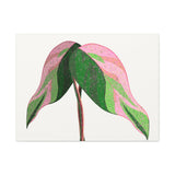 Pink Princess Philodendron Canvas Print – Botanical Wall Art