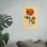 Rosa versicolor, Colorized Variegated Rose Engraving