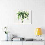 Philodendron Cream Splash Canvas Print – Botanical Wall Art