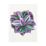 Tradescantia Nanouk Canvas Print – Botanical Wall Art
