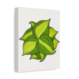 Philodendron Brasil Canvas Print – Botanical Wall Art