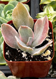 Echeveria 'Decora' in a pot with a focus on succulents