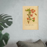 Cerasus ausfera florens (Flowering Cherry) with Insects, Colorized Reproduction from Erucarum Ortus (1717), GoGardenNow Exclusive