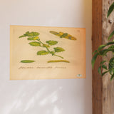 Hedera teneriffis florens – colorized ivy with moth life cycle (GoGardenNow exclusive)