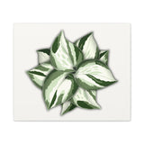 Manjula Pothos Canvas Print – Botanical Wall Art