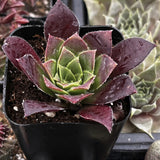 Sempervivum 'Devon Jewel' plant with purple and green leaves in a pot