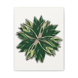 Stromanthe Triostar Canvas Print – Botanical Wall Art