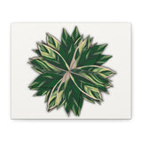 Stromanthe Triostar Canvas Print – Botanical Wall Art